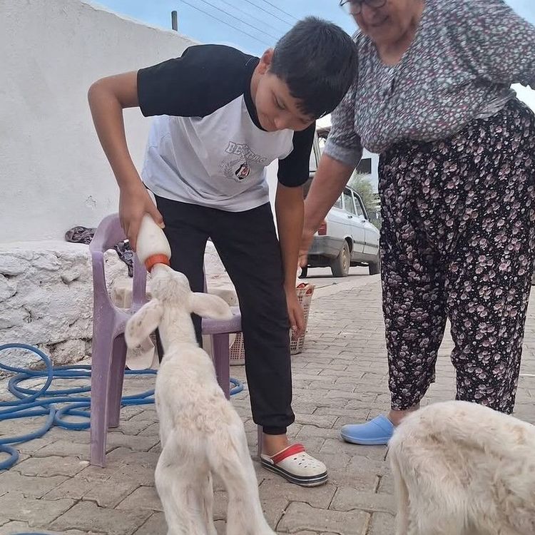 Anne sütünün yetmediği sevimli kuzular biberonla besleniyor