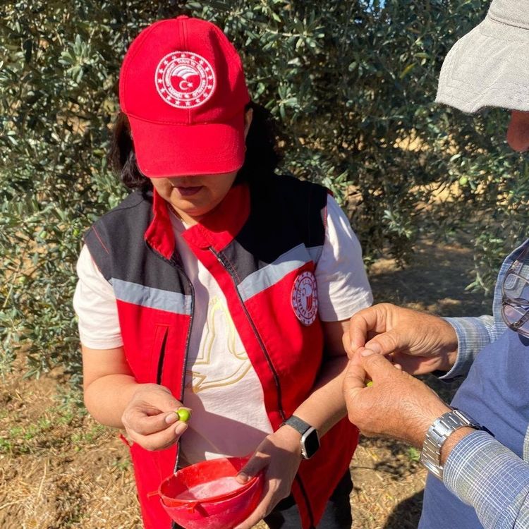 Manisa’da zeytin sineği uyarısı