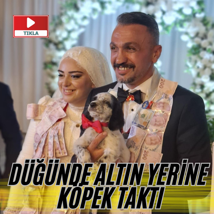 Düğünde altın yerine köpek taktı