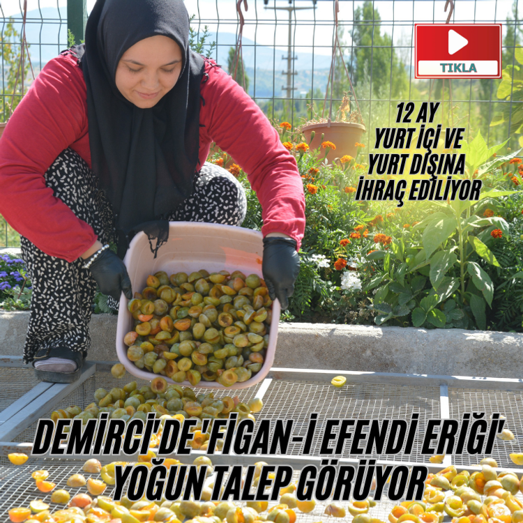 Demirci'de 'Figan-i Efendi Eriği' yoğun talep görüyor