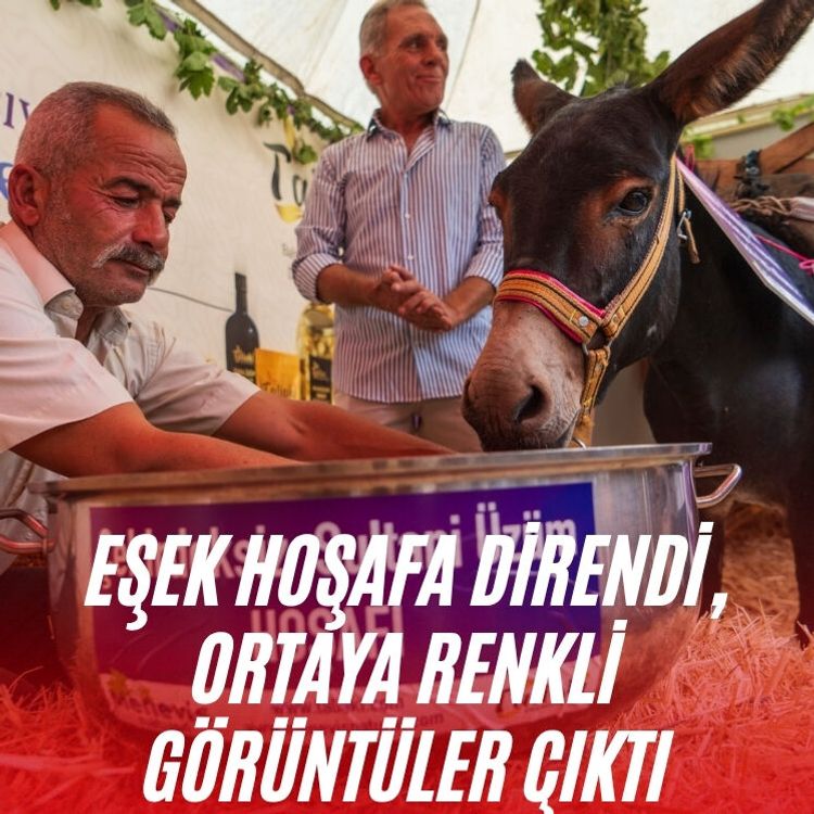 Eşek hoşafa direndi, ortaya renkli görüntüler çıktı