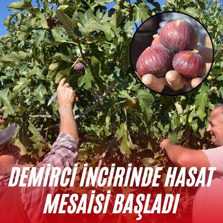 Demirci incirinde hasat mesaisi başladı