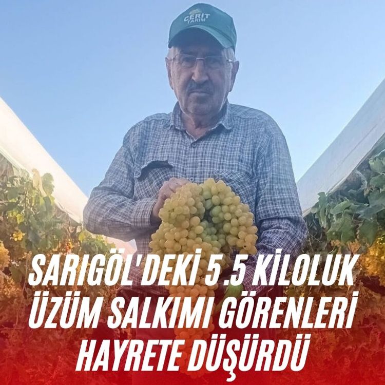Sarıgöl'deki 5.5 kiloluk üzüm salkımı görenleri hayrete düşürdü