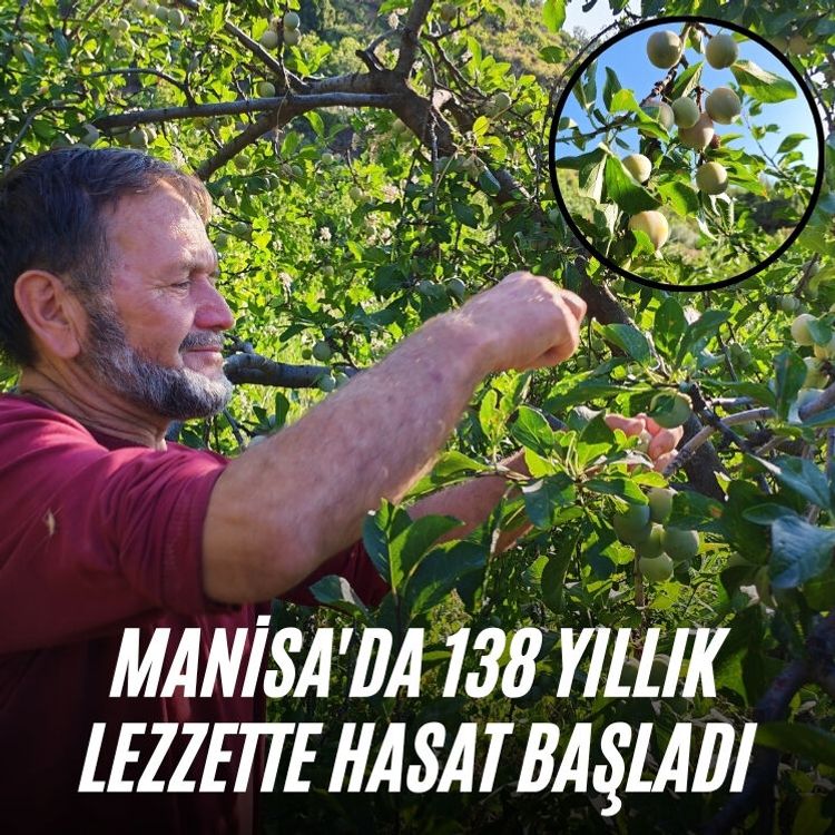 Manisa'da 138 yıllık lezzette hasat başladı