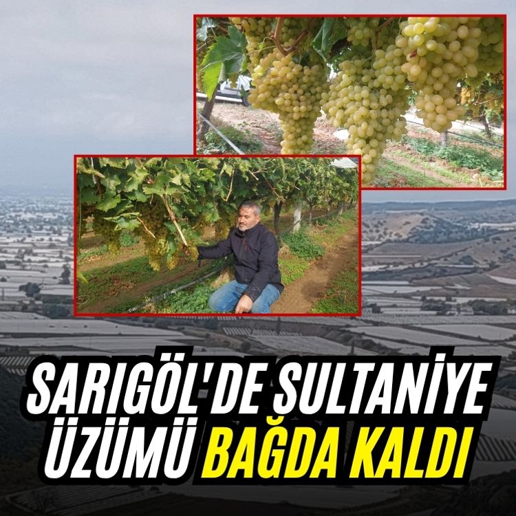 Sarıgöl'de Sultaniye üzümü bağda kaldı
