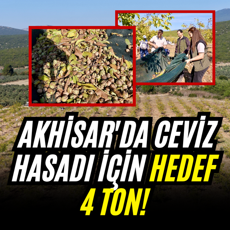 Akhisar'da ceviz hasadı için hedef 4 TON!