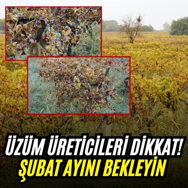 Üzüm üreticileri dikkat! Şubat ayını bekleyin