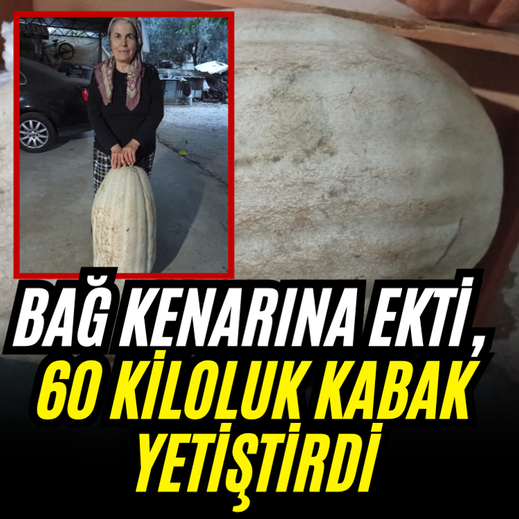 Bağ kenarına ekti, 60 kiloluk kabak yetiştirdi