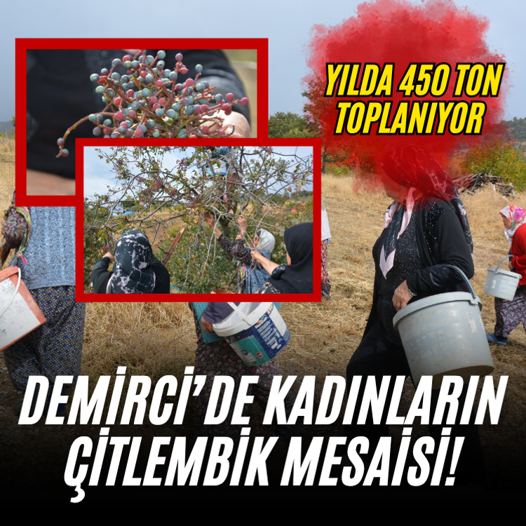 Demirci’de kadınların çitlembik mesaisi! Yılda 450 ton toplanıyor