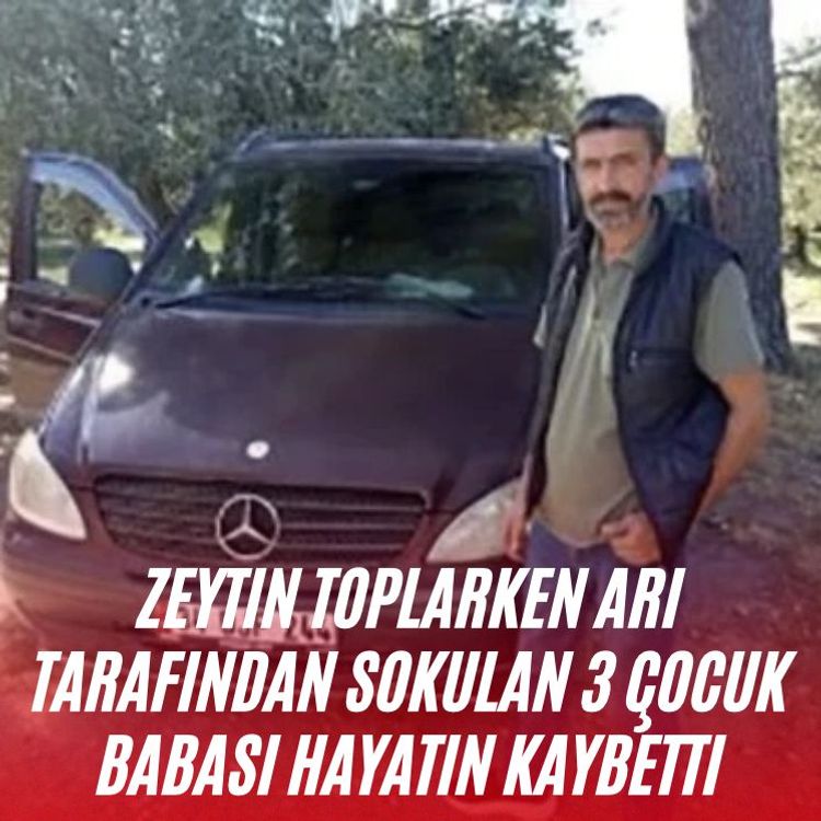 Zeytin toplarken arı tarafından sokulan 3 çocuk babası hayatın kaybetti