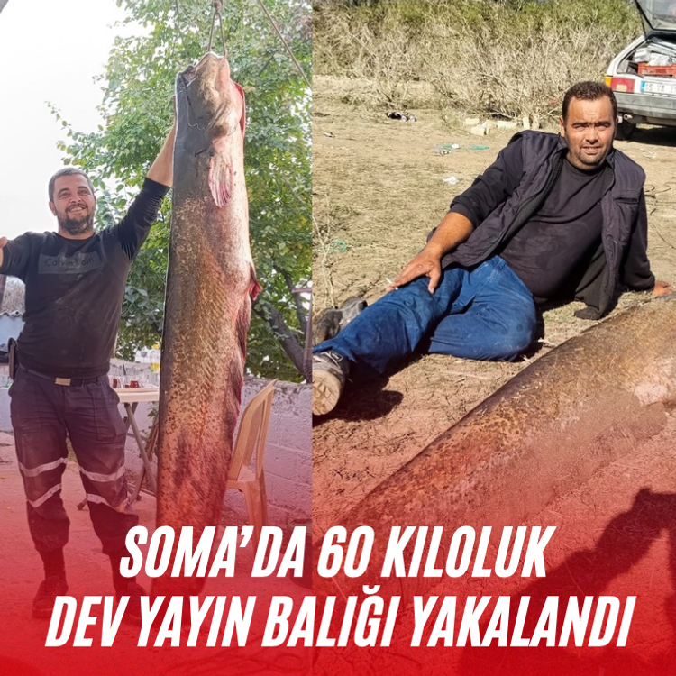 Soma’da 60 kiloluk dev yayın balığı yakalandı