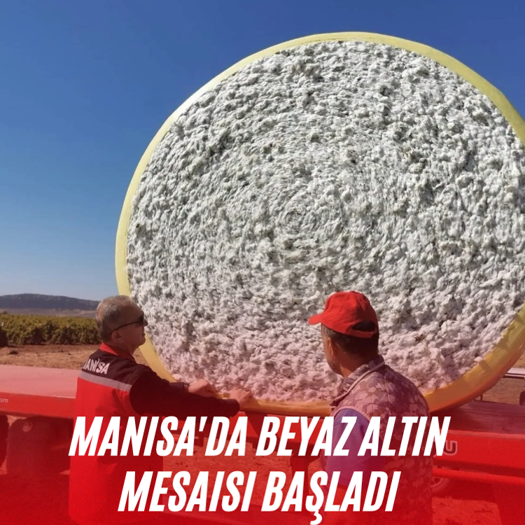 Manisa'da beyaz altın mesaisi başladı