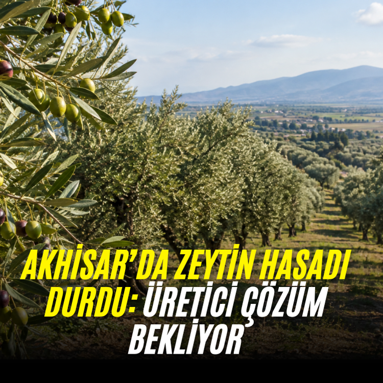 Akhisar’da zeytin hasadı durdu: Üretici çözüm bekliyor
