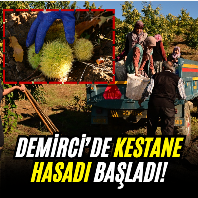 Demirci’de kestane hasadı başladı! İşte fiyatı