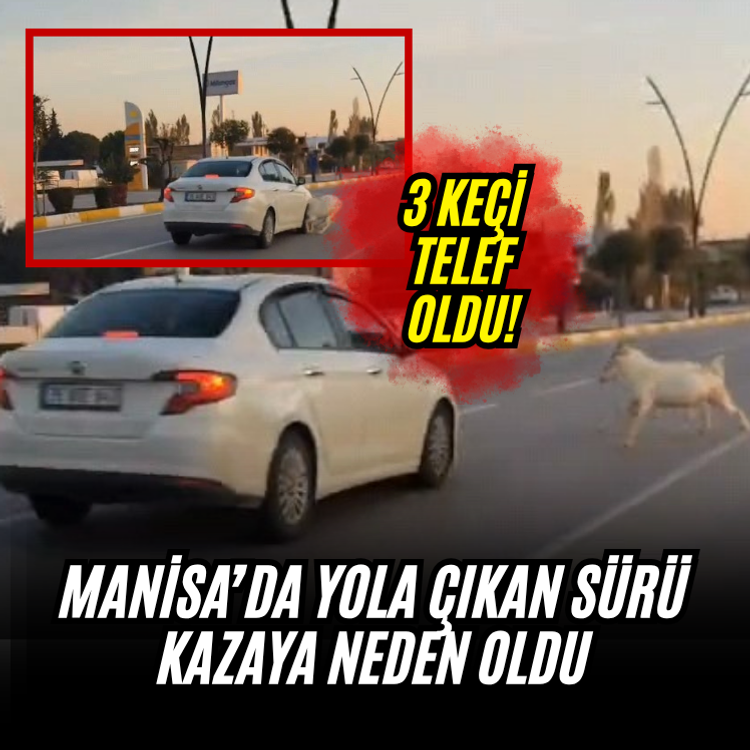 Manisa’da yola çıkan sürü kazaya neden oldu: 3 keçi telef oldu