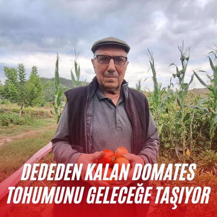 Dededen kalan domates tohumunu geleceğe taşıyor
