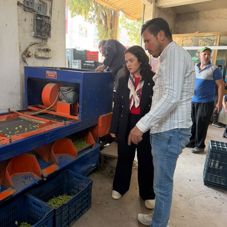 Başkan Aytaç’tan zeytin üreticisi için destek çağrısı: “Zeytin dalında mı kalsın istiyorsunuz?”