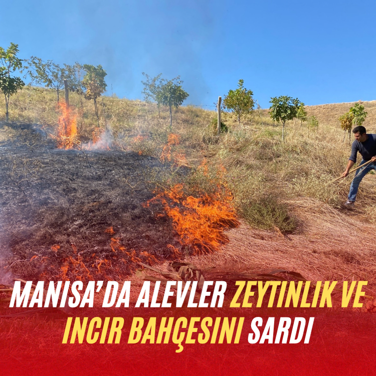 Manisa’da alevler zeytinlik ve incir bahçesini sardı