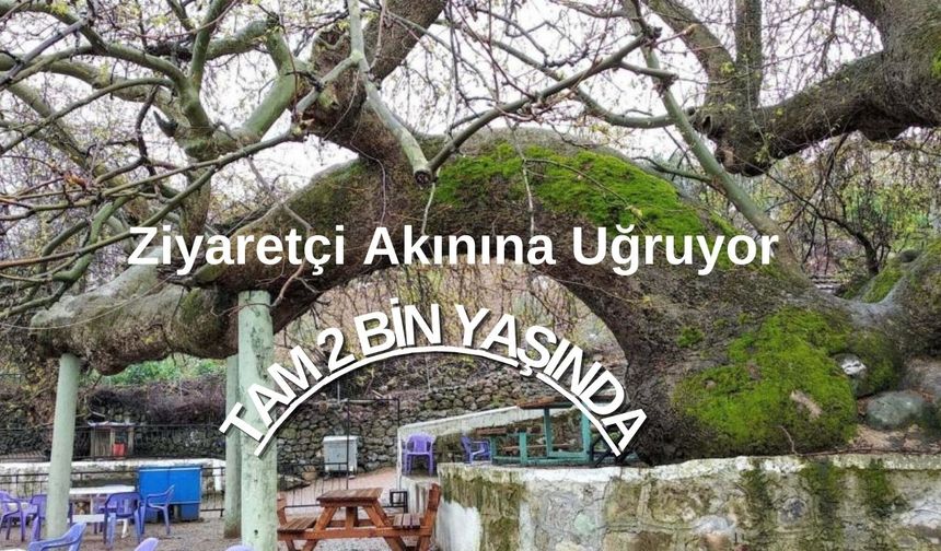 Manisa’da 2 bin yıllık çınar ağacı ziyaretçi akınına uğruyor