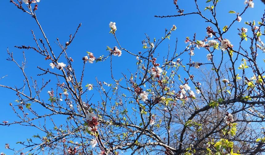 Manisa’da meyve ağaçları kış ortasında çiçek açtı