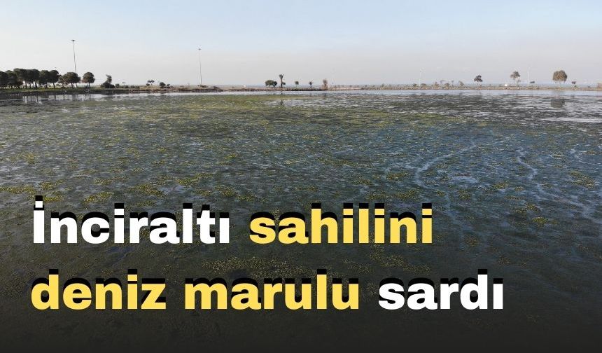 İnciraltı sahilini deniz marulu sardı