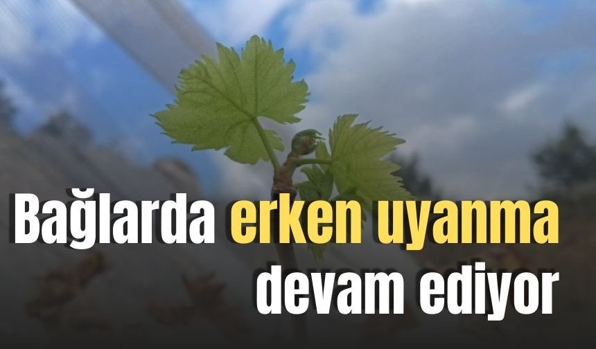 Bağlarda erken uyanma devam ediyor