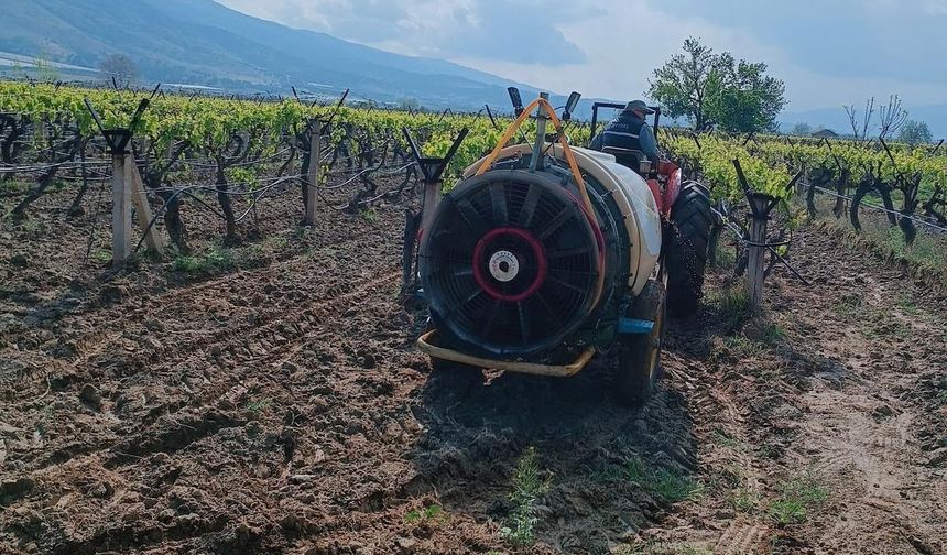 Sarıgöl'de yağmur sonrası bağlarda ilaçlama çalışması başladı