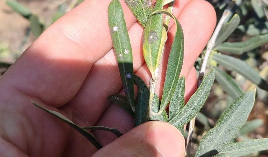 Manisalı zeytin üreticilerine önemli uyarı