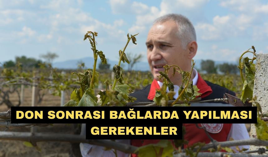 Don sonrası bağlarda yapılması gerekenler