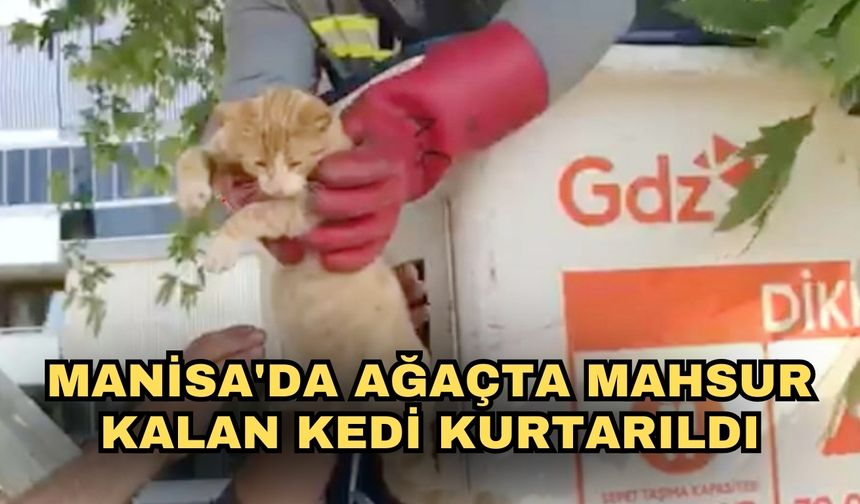 Manisa'da ağaçta mahsur kalan kedi kurtarıldı