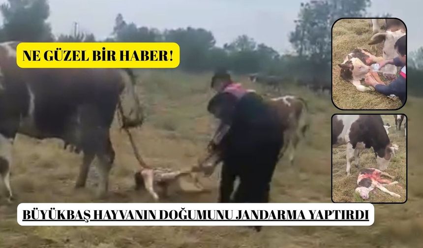 Büyükbaş hayvanın doğumunu jandarma yaptırdı