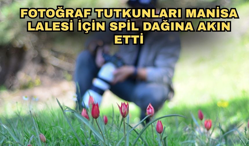 Fotoğraf tutkunları Manisa Lalesi için Spil Dağına akın etti