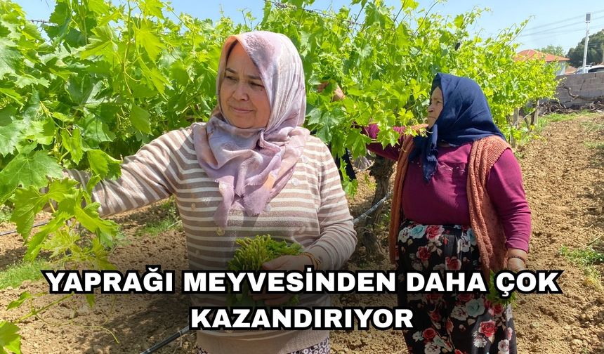 Yaprağı meyvesinden daha çok kazandırıyor