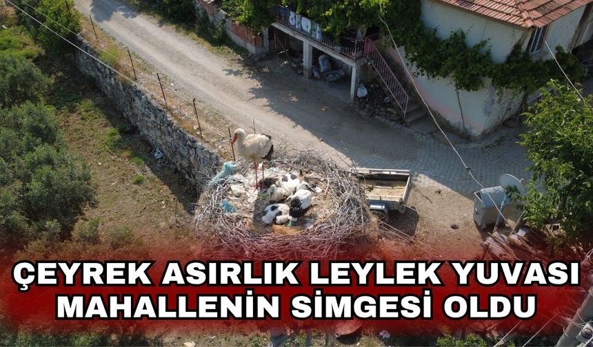 Çeyrek asırlık leylek yuvası mahallenin simgesi oldu