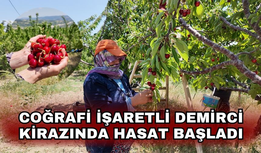 Coğrafi işaretli Demirci kirazında hasat başladı