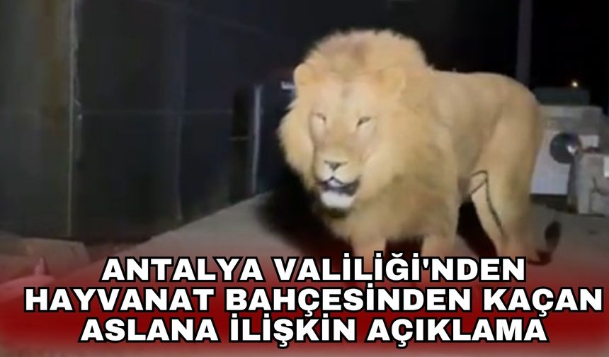 Antalya Valiliği'nden hayvanat bahçesinden kaçan aslana ilişkin açıklama