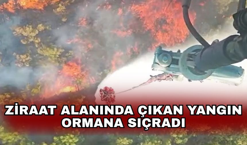 Ziraat alanında çıkan yangın ormana sıçradı
