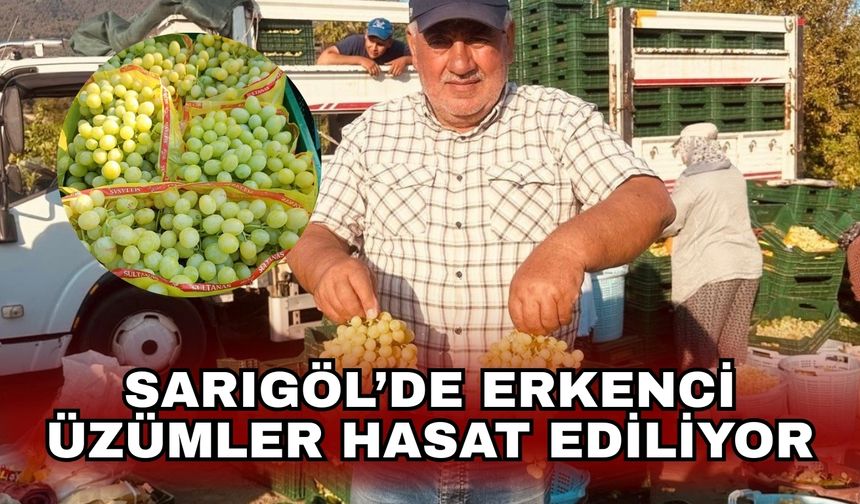 Sarıgöl’de erkenci üzümler hasat ediliyor