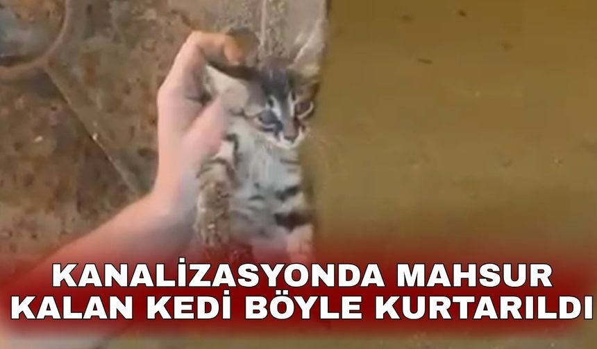 Kanalizasyonda mahsur kalan kedi böyle kurtarıldı