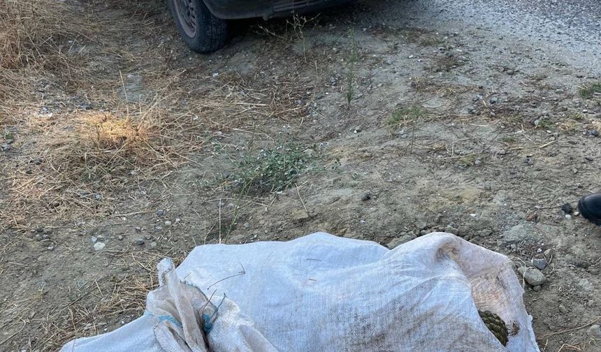 Çam fıstığı hırsızları jandarmaya yakalandı