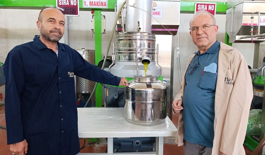 Köprübaşı'nda zeytin sıkım sezonu başladı