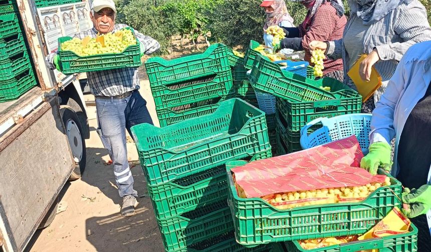 Sarıgöl'de üzüm hasadı aralıksız devam ediyor