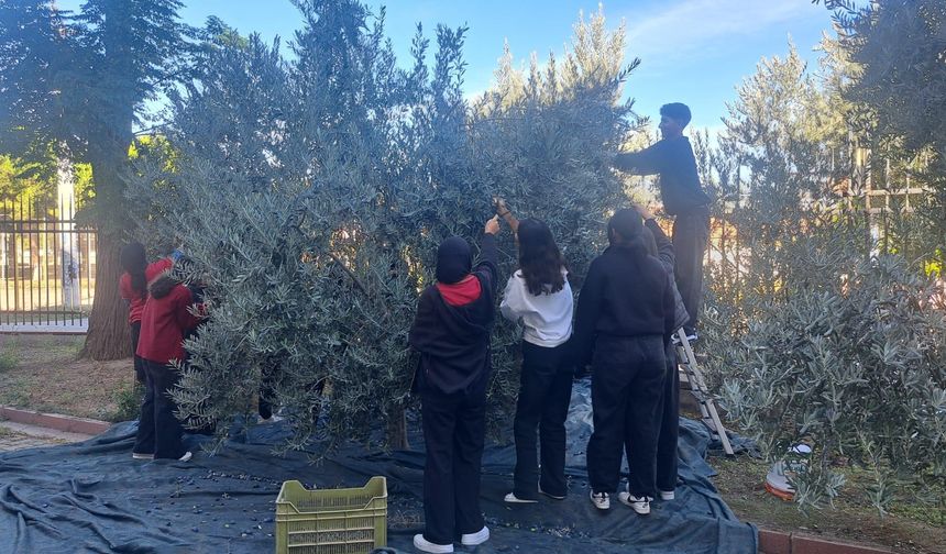 Öğrenciler zeytin hasadıyla üretim bilincini öğreniyor