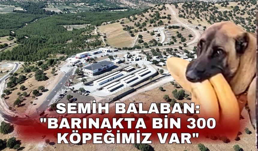 Semih Balaban: "Barınakta  bin 300 köpeğimiz var"