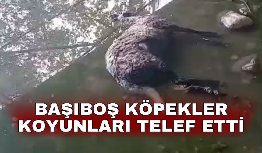 Başıboş köpekler koyunları telef etti