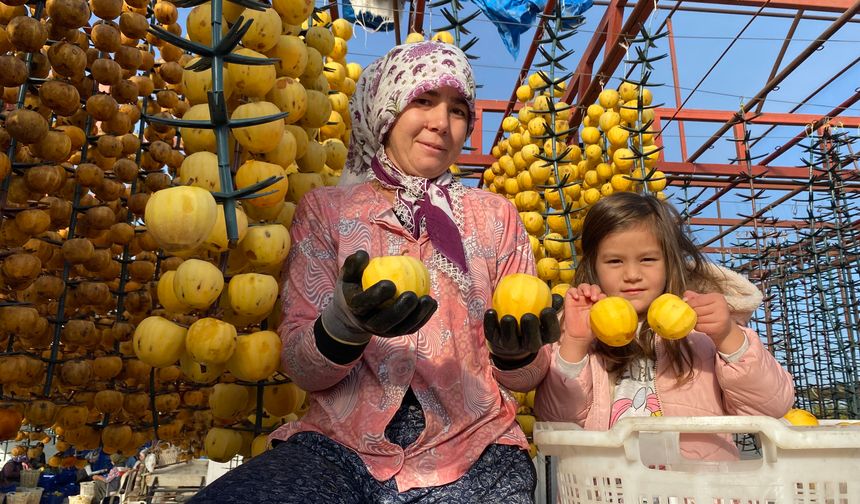 Alaşehir'de ilk kez 'Cennet Hurması Festivali' düzenlenecek