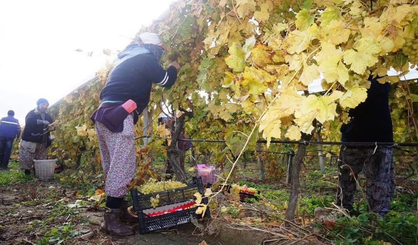 Sarıgöl’de üzüm hasadı aralıksız sürüyor