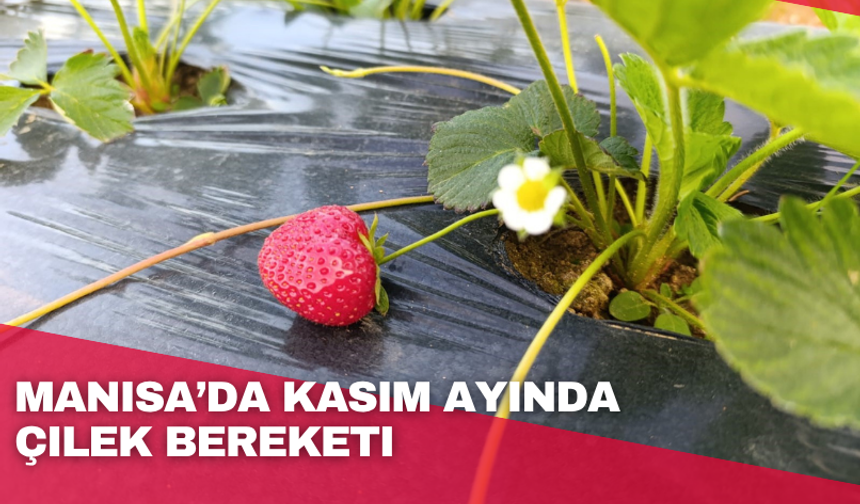 Kasım ayında çilek bereketi