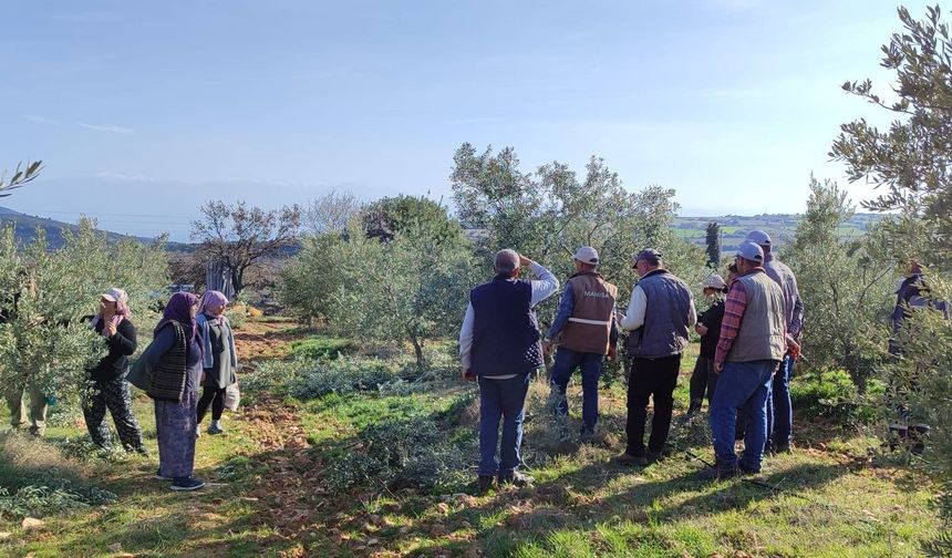 Salihli’de ücretsiz zeytin budama kursu başlıyor