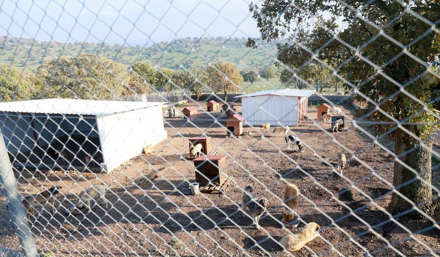 Yunusemre’de sokak hayvanlarına örnek yaşam merkezi